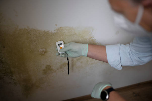 Best White Mold Remediation in Orange City, IA