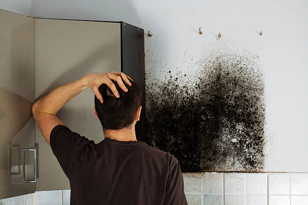 Trusted Orange City, IA Mold Remediation Experts